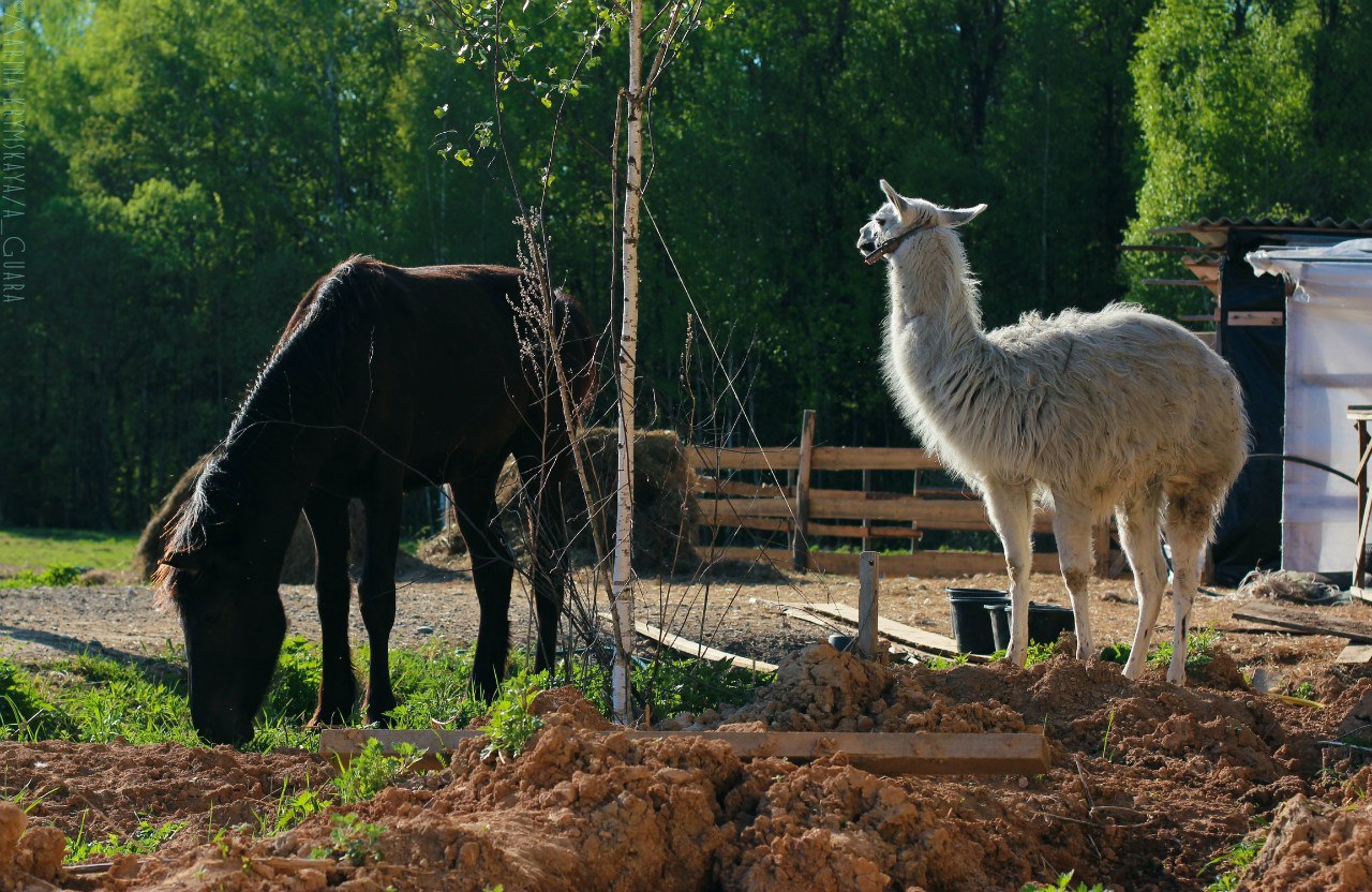 Premier Care for Hoofed Animals