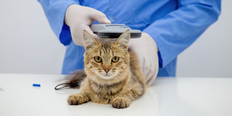 Secure Your Pets Future with Microchipping and Registration Services