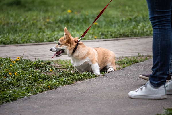 Your Pets Perfect Walking Companion